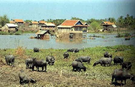  Буйволы в окресностях города Пномпень.Камбоджа. (Фото из Insight Guides: Laos&Cambodia.)