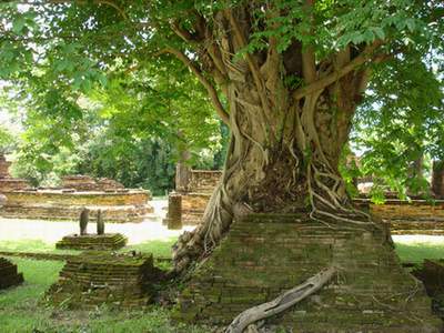  Дерево бодхи на развалинах древнейших построек Сукхотхая. Таиланд.  (фото Лимарева В.Н.)