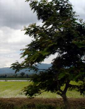  Рисовые поля в Мьянме (Бирме) (Район озера Инле. Фото Лимарева Олега)